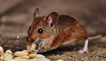 24 Hour & Emergency Exterminators in Wallace, NC